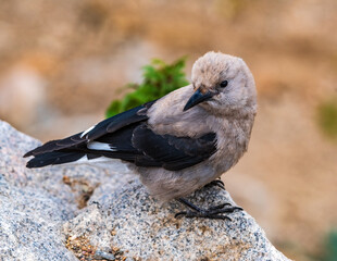 Clark's Nutcracker Perched on Stone