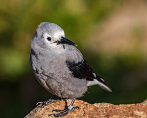 Clark's Nutcracker Perched on Stone