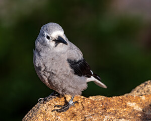 Clark's Nutcracker Perched on Stone