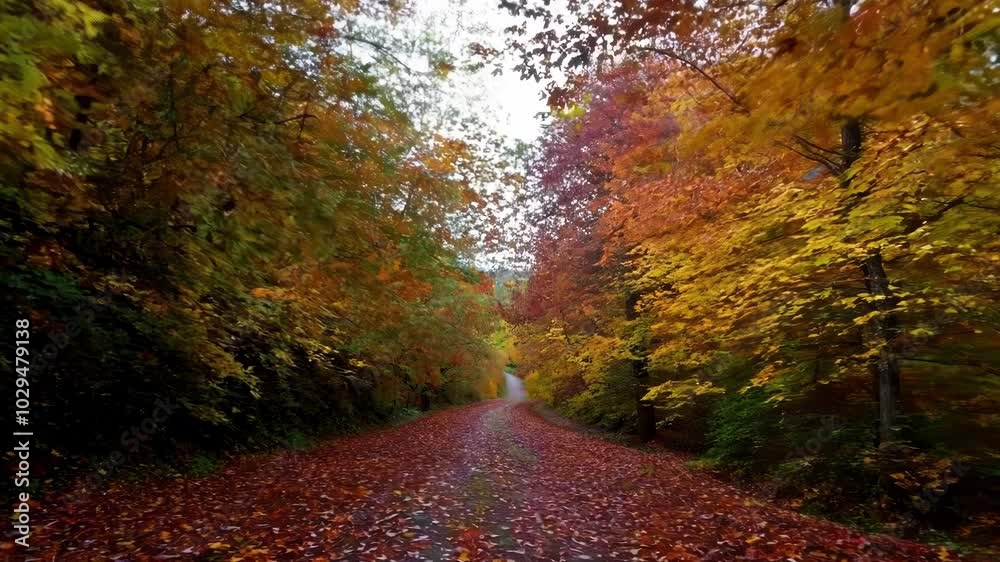 Poster Dirt road is winding through a forest displaying vibrant fall foliage. Sunlight shines through the trees, creating a warm and inviting atmosphere
