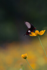 Crimson rose butterfly collecting pollen yellow cosmos flower in the garden.