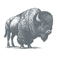 bison vector illustration © CROP MEDIA