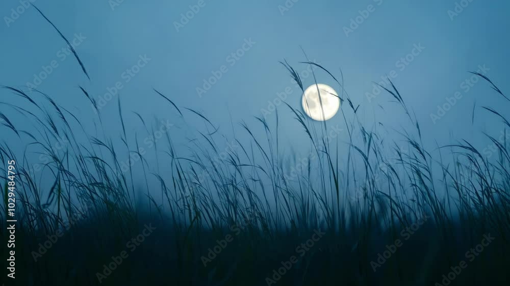 Aufkleber The full moon is shining over a field of grass, creating a peaceful and serene atmosphere. The grass is swaying gently in the breeze, and the moon is casting long shadows across the field