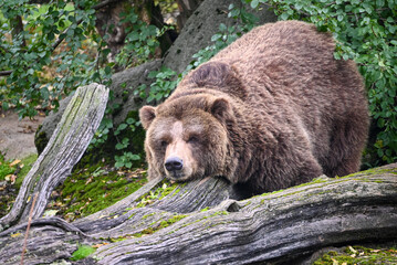 Brown bear portrait - sleeping and chilling