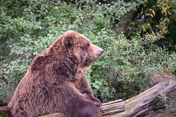 Brown bear portrait - sleeping and chilling