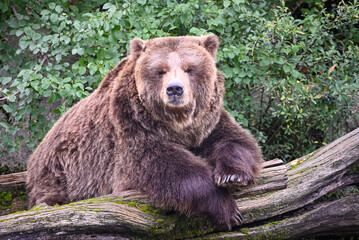 Fototapeta premium Brown bear portrait - sleeping and chilling