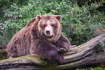 Brown bear portrait - sleeping and chilling