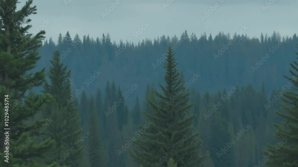 Poster Evergreen trees stretch into the foggy distance, creating a beautiful gradient of green and blue in a serene forest setting