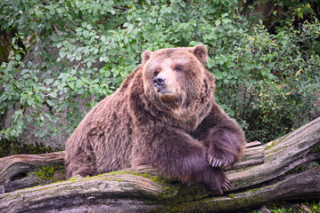 Brown bear portrait - sleeping and chilling
