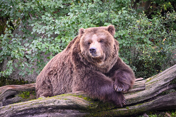 Brown bear portrait - sleeping and chilling