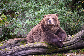 Fototapeta premium Brown bear portrait - sleeping and chilling