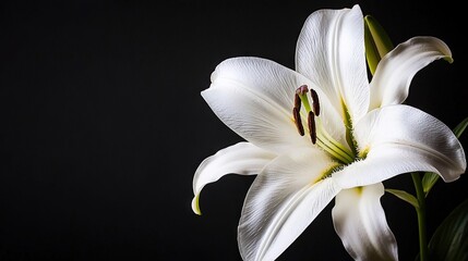 Fototapeta premium A close-up of a white flower on a black background allows space for texture to be added to the back
