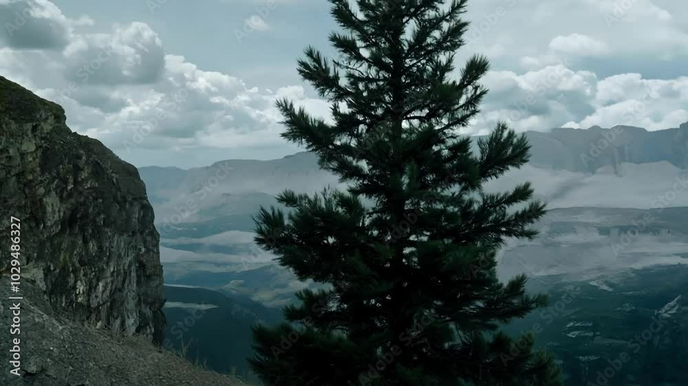 Poster tall pine tree overlooks a lush valley from a mountain peak, with dramatic clouds in the sky creatin