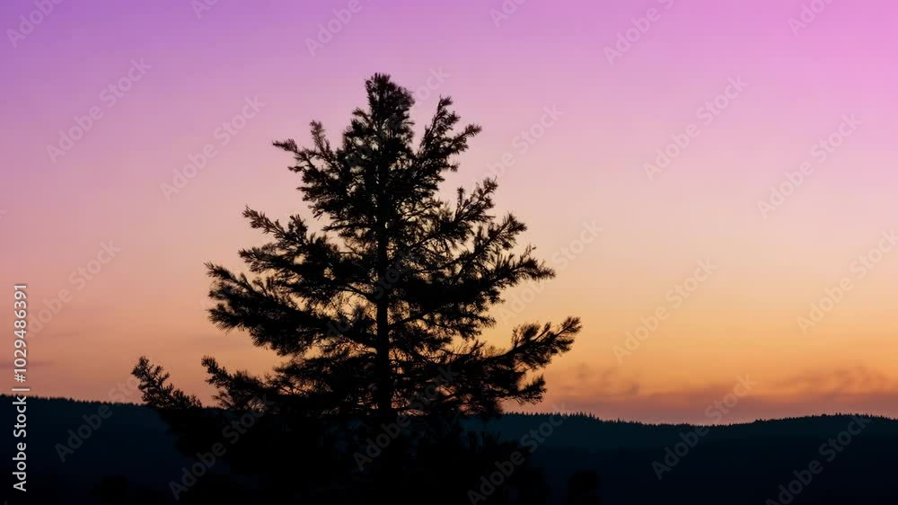 Aufkleber lone pine tree is silhouetted against a vibrant sunset sky, creating a serene and peaceful scene. th