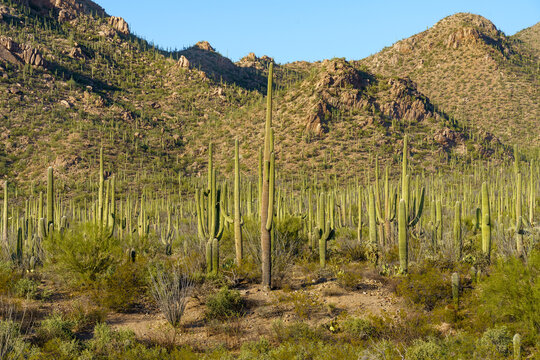 Golden Hour at Saguaro National Park