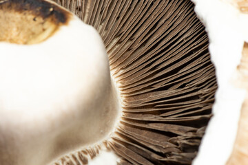 Background macro image of Mushroom