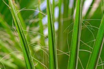Vibrant green palm leaves set against a clear blue sky background