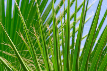 Fototapeta premium A beautiful arrangement of vibrant green palm leaves set against a clear blue sky background