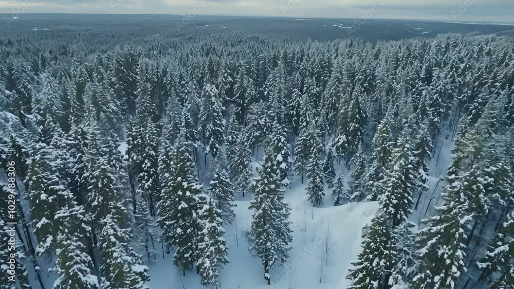 Poster flying drone captures snowy forest with evergreen trees, creating tranquil winter scene. high angle 