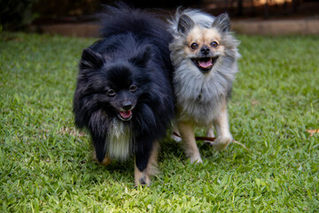 Two happy Pomeranians, one black and one sable, running and playing together on the grass on a...