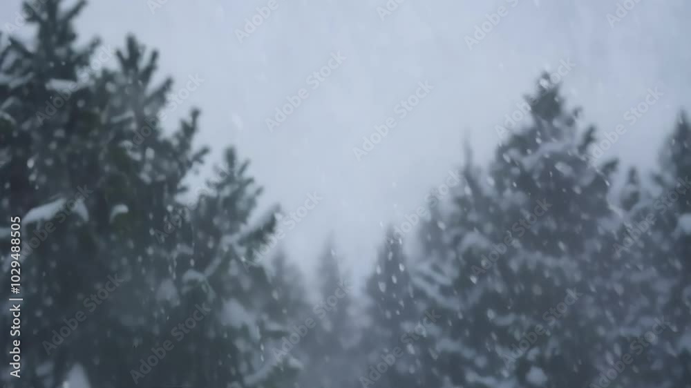 Poster Snow is falling on the pine trees in the forest, creating a beautiful and serene winter scene. The blurred background creates a sense of movement and depth