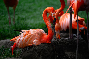 American Flamingos (Phoenicopterus ruber) Breeding