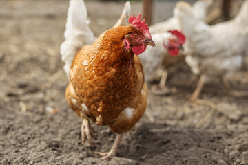 Brown Chicken Walking in Farmyard Close-Up. Farming.