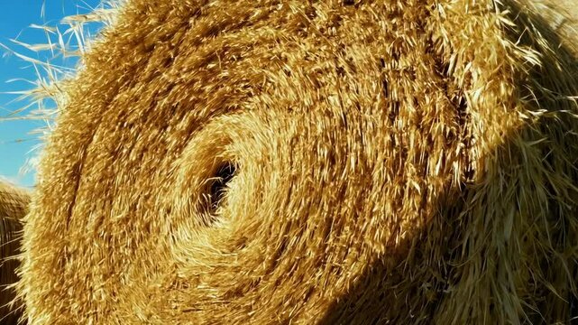 Golden round hay bale in field, intricate circles from baling process. Rural agriculture scene with straw bales for livestock feed. Summer sun casts warm glow on blue sky backdrop