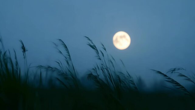 Full moon rises over lush green grass, casting a serene glow in the tranquil night sky