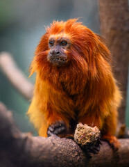 Golden Lion Tamarin (Leontopithecus rosalia) Munching