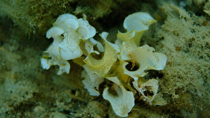 Small brown algae Peacock tail (Padina pavonica) undersea, Aegean Sea, Greece, Halkidiki, Pirgos beach
