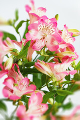 Alstroemeria flowers