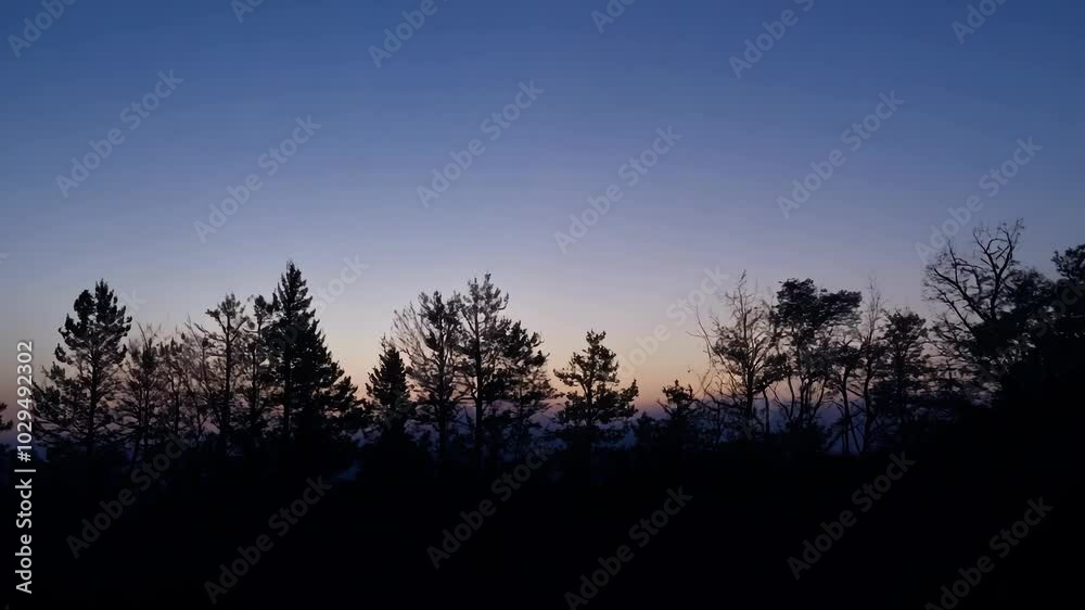 Poster Tall trees stand against a colorful evening sky, casting shadows in a serene forest setting. The tranquil beauty of nature at dusk, blending coniferous and deciduous elements