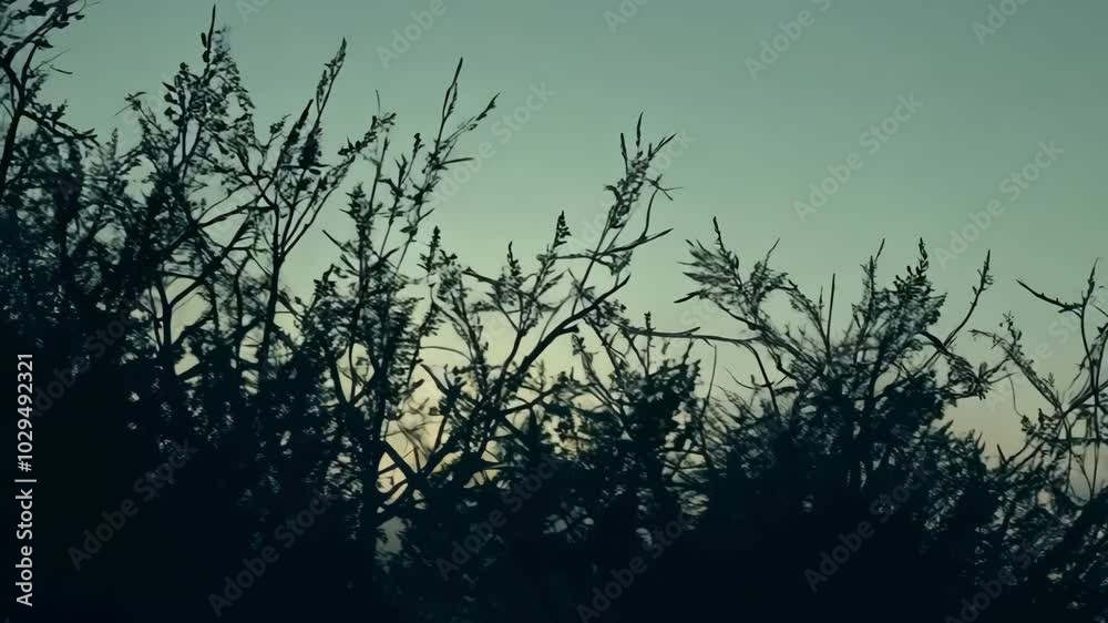 Poster Silhouetted trees emerge from fog at sunset, creating a mysterious atmosphere. Shadows and light play in contrast, branches sway gently in twilight