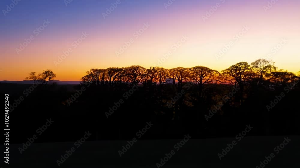 Poster The branches of a row of trees are silhouetted against a vivid and colorful sunset sky, creating a dramatic and peaceful scene