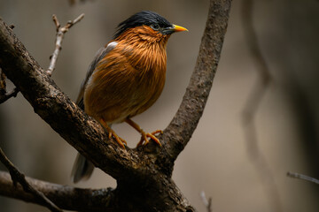 Brahminy Starling or Myna (Sturnia pagodarum)