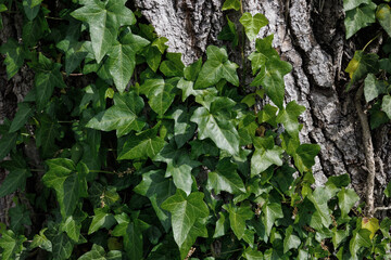 Bright green leaves of Hedera helix. Common ivy from the Araliaceae family in spring. English ivy in tree. Fresh new young evergreen creeper leaves. Seasonal wallpaper for design
