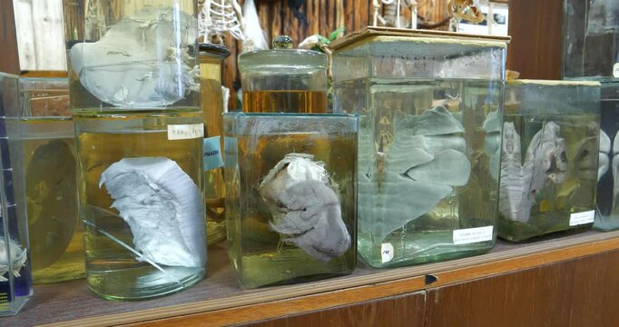 Internal organs of animals. Animals internals in glass jars with formaldehyde for medical research in institute, among which hippopotamus skin and right lung and heart fragment of calf