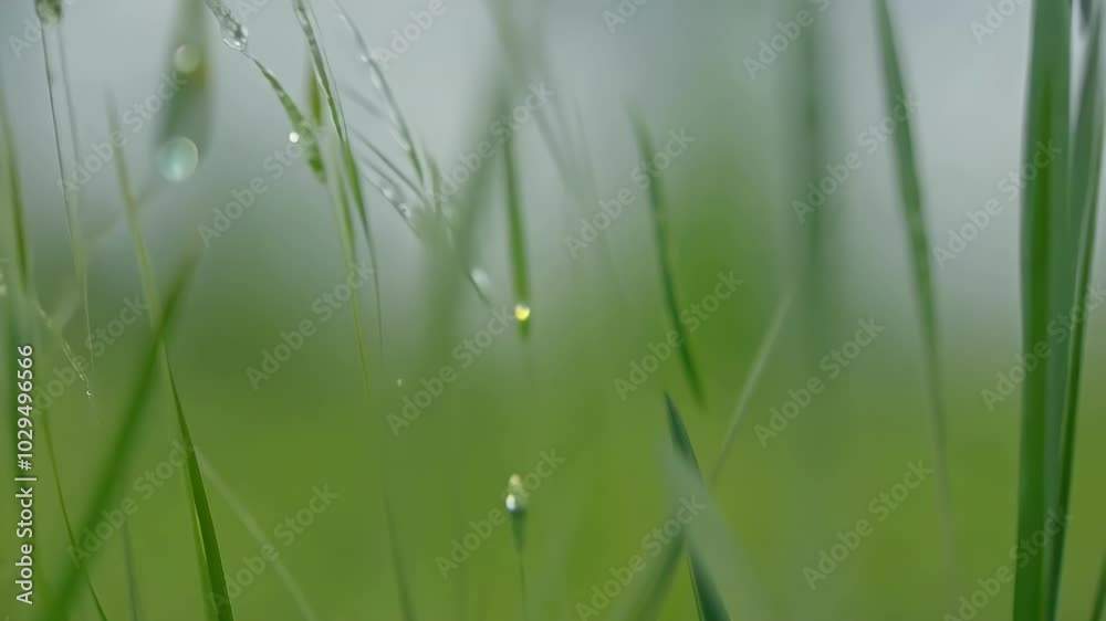 Poster wild green grass grows in a meadow field, evoking spring and summer feelings with vibrant colors and