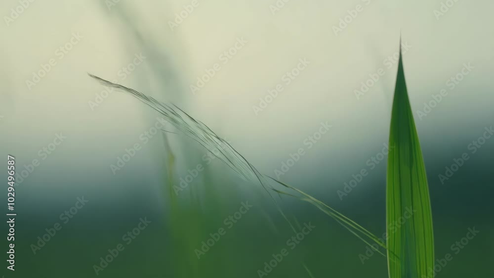 Poster Single blade of grass stands tall in a field, surrounded by a blurred background, creating a calming and fresh atmosphere perfect for a wallpaper