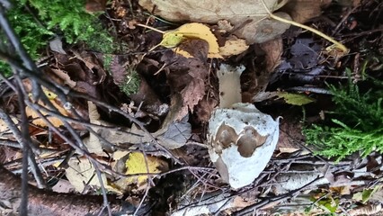 crested tintling