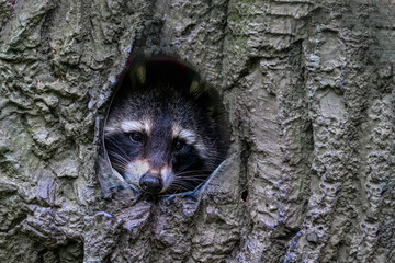 Common Raccoon (Procyon lotor) in a Tree Hole © Hanjo Hellmann