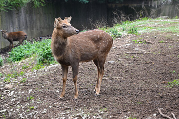 Deer close up portrait