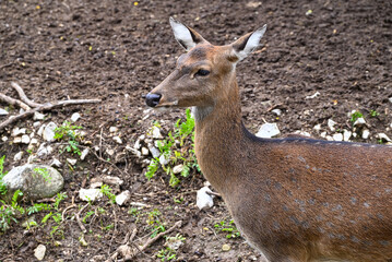 Deer close up portrait