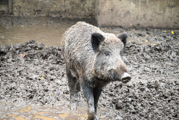 Wild boar and its habitat