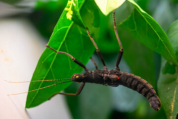 Black Beauty Stick Insect (Peruphasma schultei)