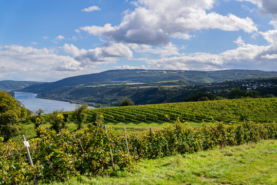 Rolling vineyard hills on the Rhine Valley with small towns and the Rhine River in the distance, Germany