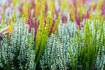 Blooming white heather flower .Calluna flowers in free nature ,heather field