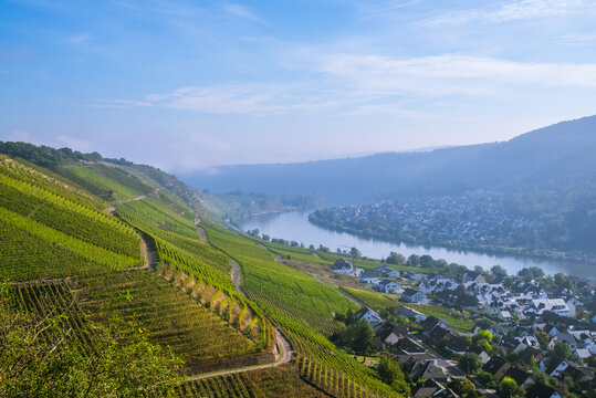 Picturesque wine vineyards on the hillside Rhine Valley near the town of Winningen, Germany