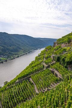 Picturesque wine vineyards on the hillside Rhine Valley near the town of Winningen, Germany